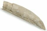 Fossil Sperm Whale (Physeterula) Tooth - North Carolina #243739-1